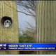 Image for article titled Great, Now Even Cacti Can Spy On Us